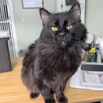 Smoke Dust -  Domestic Medium Hair Cat for Adoption in Goshen, Indiana - Smoke Dust | PetCurious
