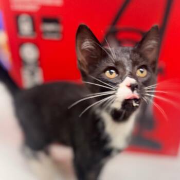 Danni -  Domestic Short Hair Cat for Adoption in Starkville, Mississippi - Danni | PetCurious