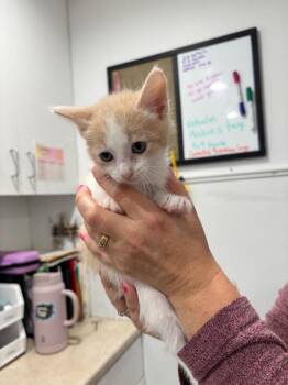 Domestic Short Hair Cats Available for Adoption in Brookings, Oregon - Caspien | PetCurious