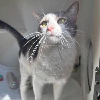Mr. Meow -  Domestic Short Hair Cat for Adoption in Naperville, Illinois - Mr. Meow | PetCurious