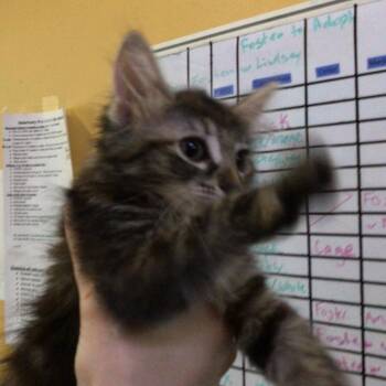 Domestic Medium Hair Cats Available for Adoption in New Orleans, Louisiana - Sabrina | PetCurious
