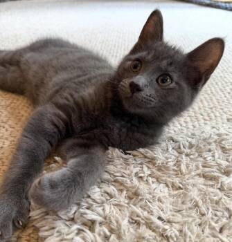 Rumours: Silver Springs -  Exotic Shorthair Cat for Adoption - Rumours: Silver Springs | PetCurious