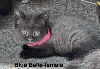 Domestic Medium Hair Cats Available for Adoption in Crystal Lake, Illinois - Blue Belle | PetCurious