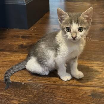Tabby Cats Available for Adoption in Pasco, Washington - Motrin | PetCurious
