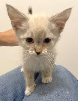 Bread -  Siamese and Domestic Short Hair Cat for Adoption in Lenexa, Kansas - Bread | PetCurious