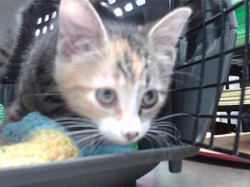 MANICA -  Domestic Short Hair Cat for Adoption in Omaha, Nebraska - MANICA | PetCurious