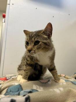 Domestic Short Hair Cats Available for Adoption in Spruce Pine, North Carolina - Shubble | PetCurious