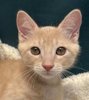 Pumpkin -  Domestic Short Hair Cat for Adoption in Austin, Texas - Pumpkin | PetCurious