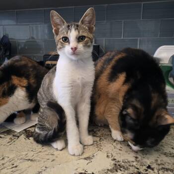 Rescue Domestic Short Hair and Tabby Cats for Adoption - Twister! | PetCurious