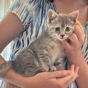 Rescue Domestic Short Hair Cats for Adoption in Boiling Springs, Pennsylvania - Fur Elise | PetCurious