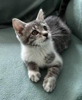 Betty -  Domestic Short Hair Cat for Adoption in Pasco, Washington - Betty | PetCurious
