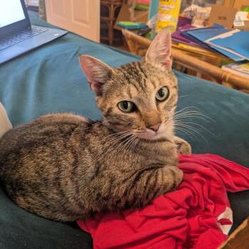Cage -  Domestic Short Hair Cat for Adoption in Gainesville, Florida - Cage | PetCurious
