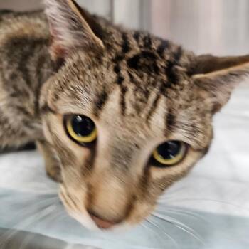 Maximus -  Domestic Short Hair Cat for Adoption in Greensboro, North Carolina - Maximus | PetCurious