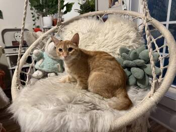 Whitney -  Domestic Short Hair Cat for Adoption in Murfreesboro, Tennessee - Whitney | PetCurious