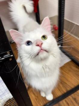 Spunk -  Domestic Long Hair Cat for Adoption in Medina, Ohio - Spunk | PetCurious