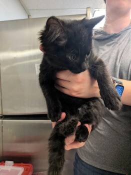 Printer -  Domestic Long Hair Cat for Adoption in Cincinnati, Ohio - Printer | PetCurious