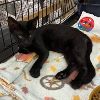 Goblin -  Domestic Short Hair Cat for Adoption in Wappingers Falls, New York - Goblin | PetCurious