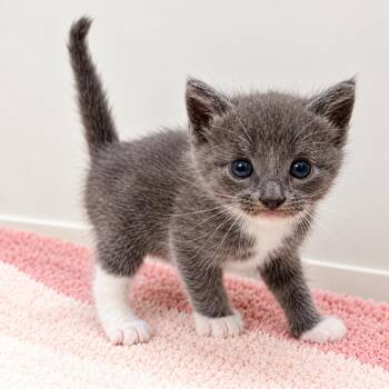 Nosfurata -  Domestic Short Hair Cat for Adoption in Long Beach, California - Nosfurata | PetCurious