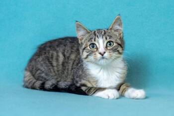 Domestic Short Hair Cats Available for Adoption - Leah | PetCurious