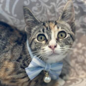 Christie Brinkley -  Domestic Short Hair Cat for Adoption in Matteson, Illinois - Christie Brinkley | PetCurious