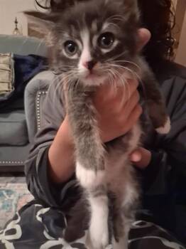 YURI -  Domestic Short Hair Cat for Adoption in Conroe, Texas - YURI | PetCurious