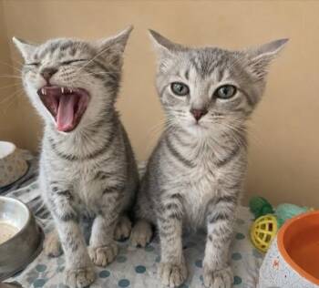 Thimble -  Domestic Short Hair Cat for Adoption in Detroit, Michigan - Thimble | PetCurious