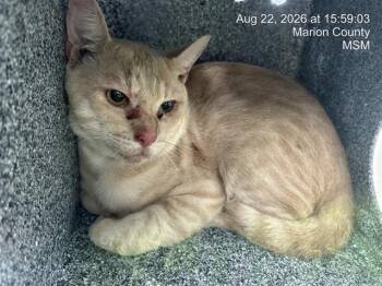 TANGIER -  Domestic Short Hair Cat for Adoption in Ocala, Florida - TANGIER | PetCurious