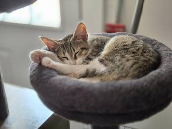 Luigi -  Domestic Short Hair Cat for Adoption in Philadelphia, Pennsylvania - Luigi | PetCurious