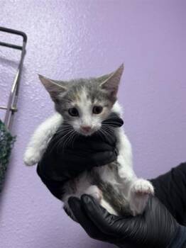 Domestic Short Hair Cats Available for Adoption in El Paso, Texas - 61044591 | PetCurious