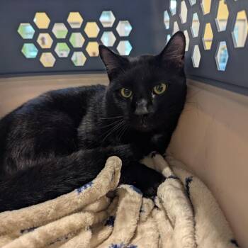 Wizard -  Domestic Short Hair Cat for Adoption in Lynchburg, Virginia - Wizard | PetCurious