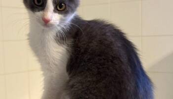 Rescue Domestic Short Hair Cats for Adoption in Houston, Texas - Wyatt | PetCurious