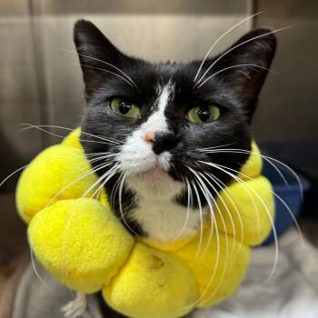 Domestic Short Hair Cats Available for Adoption in West Olive, Michigan - Clara | PetCurious