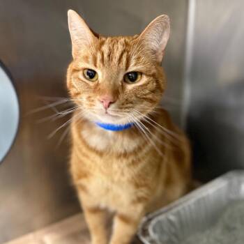 Theo -  Domestic Short Hair Cat for Adoption in Chicago, Illinois - Theo | PetCurious