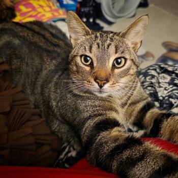 Rescue Tabby Cats for Adoption in Buffalo, New York - Biscuit | PetCurious