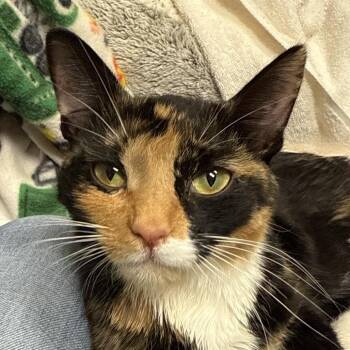 Cricket -  Domestic Short Hair Cat for Adoption in Bismarck, North Dakota - Cricket | PetCurious
