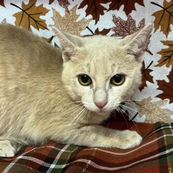 Skittles -  Domestic Short Hair Cat for Adoption - Skittles | PetCurious