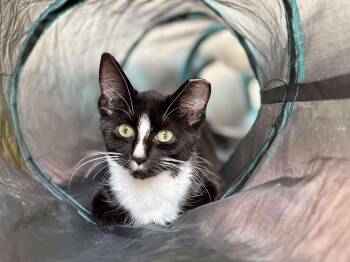 Rescue Domestic Short Hair Cats for Adoption - Haunt | PetCurious