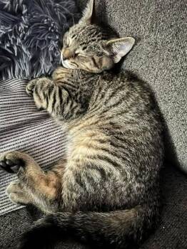 Gauge -  Domestic Short Hair Cat for Adoption in Mississauga, Ontario - Gauge | PetCurious