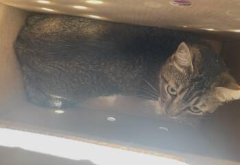 Cici -  Tabby Cat for Adoption in Huntington Beach, California - Cici | PetCurious