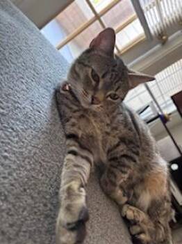 Domestic Short Hair Cats Available for Adoption in Fairfax, Virginia - Jett | PetCurious