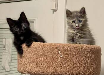 Domestic Long Hair Cats Available for Adoption in Chicago, Illinois - Shelly | PetCurious