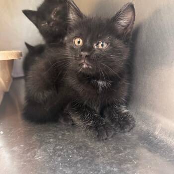 Sosuke -  Domestic Short Hair Cat for Adoption in South Haven, Michigan - Sosuke | PetCurious