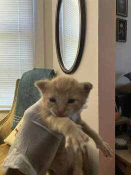 Rescue Domestic Medium Hair Cats for Adoption in Dallas, Texas - ELECTRA | PetCurious