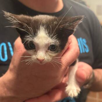 Domestic Short Hair Cats Available for Adoption - Arkansas | PetCurious