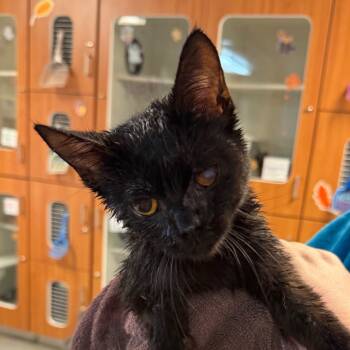 Rescue Domestic Short Hair Cats for Adoption in Troy, Illinois - Versa | PetCurious