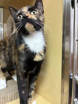 Mirabelle -  Domestic Short Hair Cat for Adoption in Herndon, Virginia - Mirabelle | PetCurious