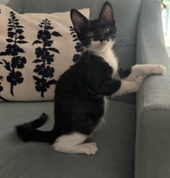 Brodie -  Domestic Short Hair Cat for Adoption in Magnolia, Texas - Brodie | PetCurious
