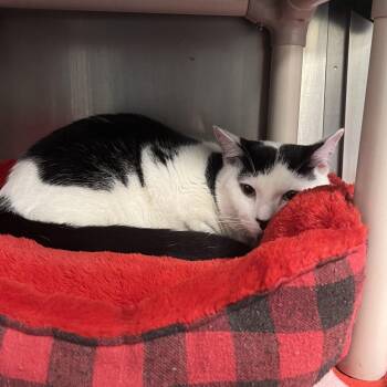 Oreo -  Domestic Short Hair Cat for Adoption in Brockton, Massachusetts - Oreo | PetCurious
