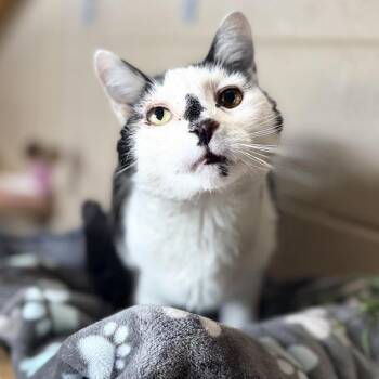 Calvin -  Domestic Short Hair Cat for Adoption in Jacksboro, Tennessee - Calvin | PetCurious