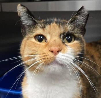 Norma (AO37192) -  Calico Cat for Adoption in Kansas City, Kansas - Norma (AO37192) | PetCurious